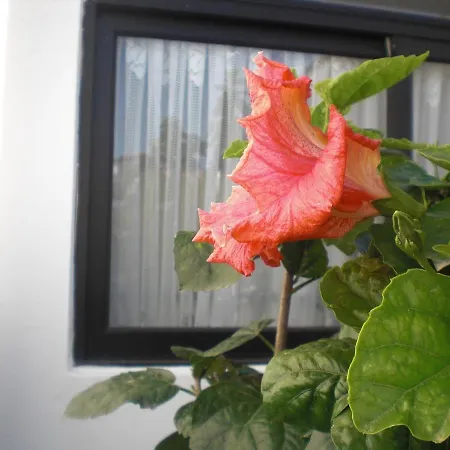 Near 4 Bedrooms With Pool! Tatil Evi Olhos de Agua (Albufeira)